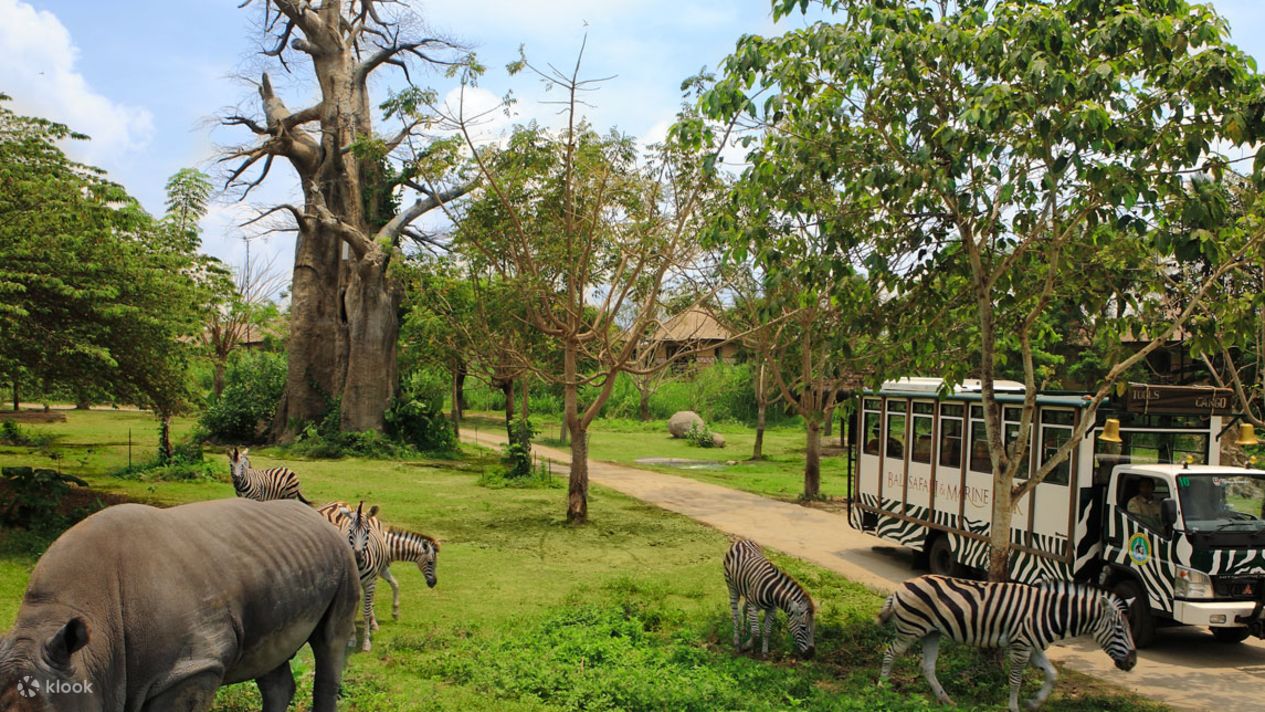 Bali safari and marine park. Salt safari el bali inshad. Mara river safari lodge bali. Бали аренда коттеджи. Сафари бали.