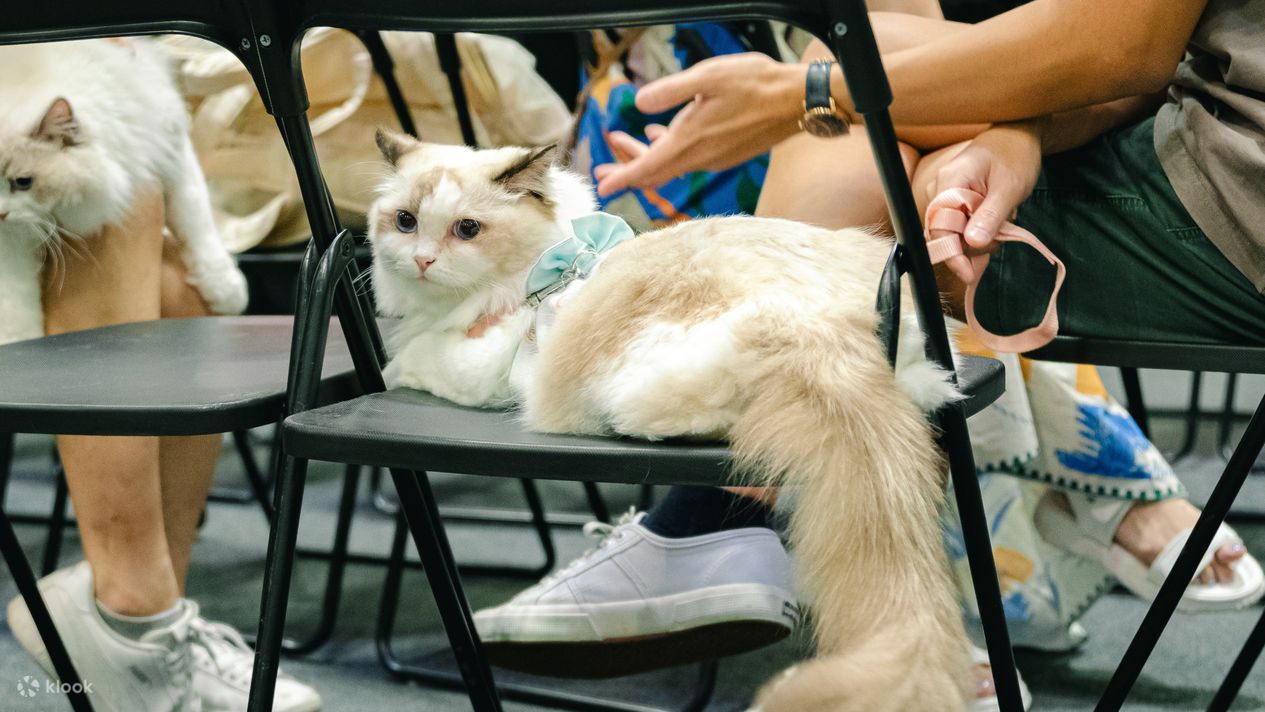 Bring your furry felines to Asia Cat Expo 2024! Klook Philippines