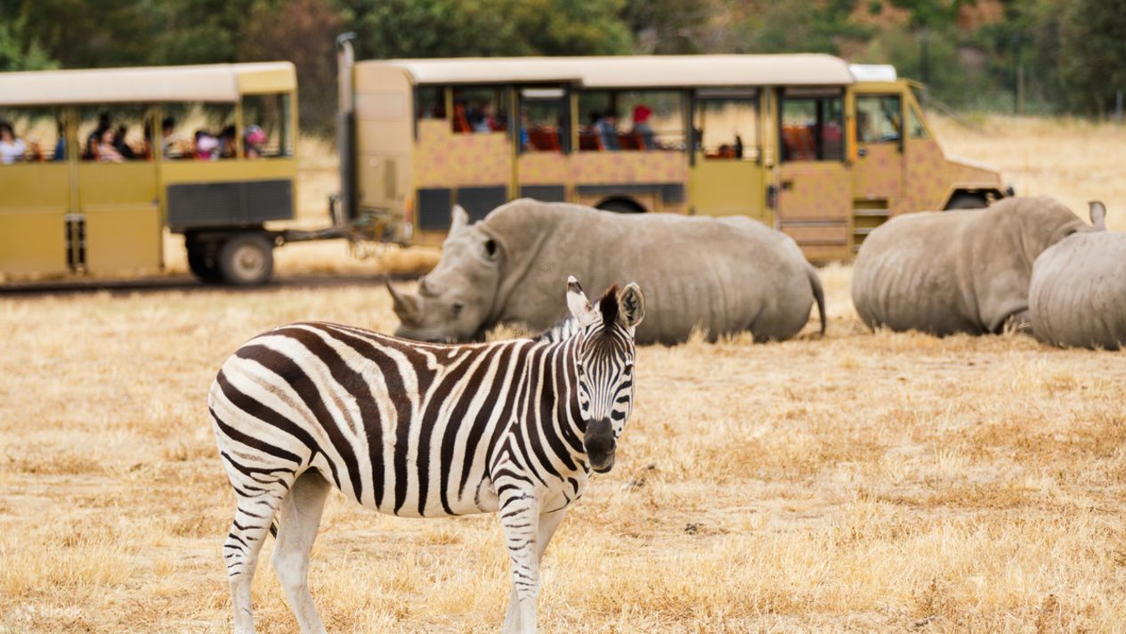 Werribee Open Range Zoo Ticket Klook Australia