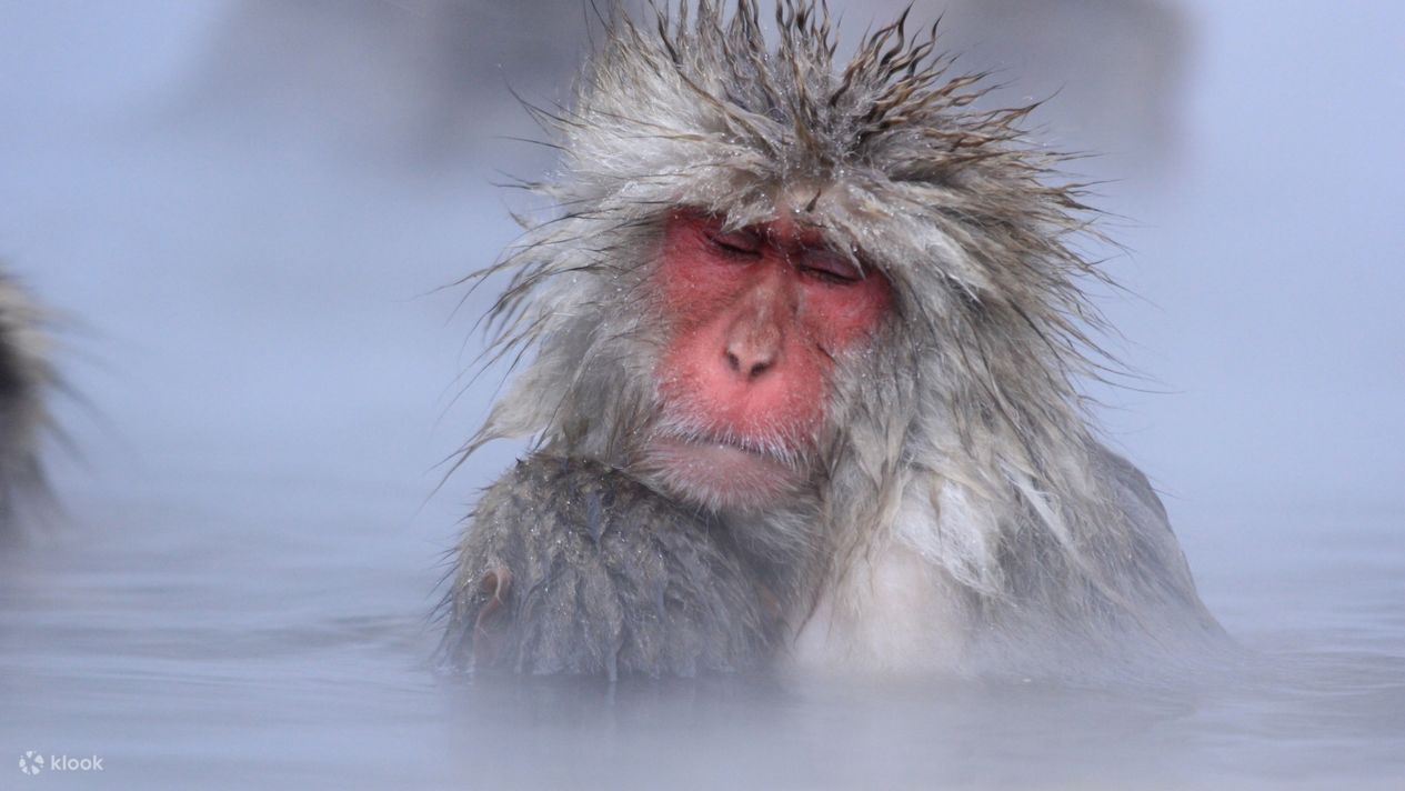 Snow Monkey Tour