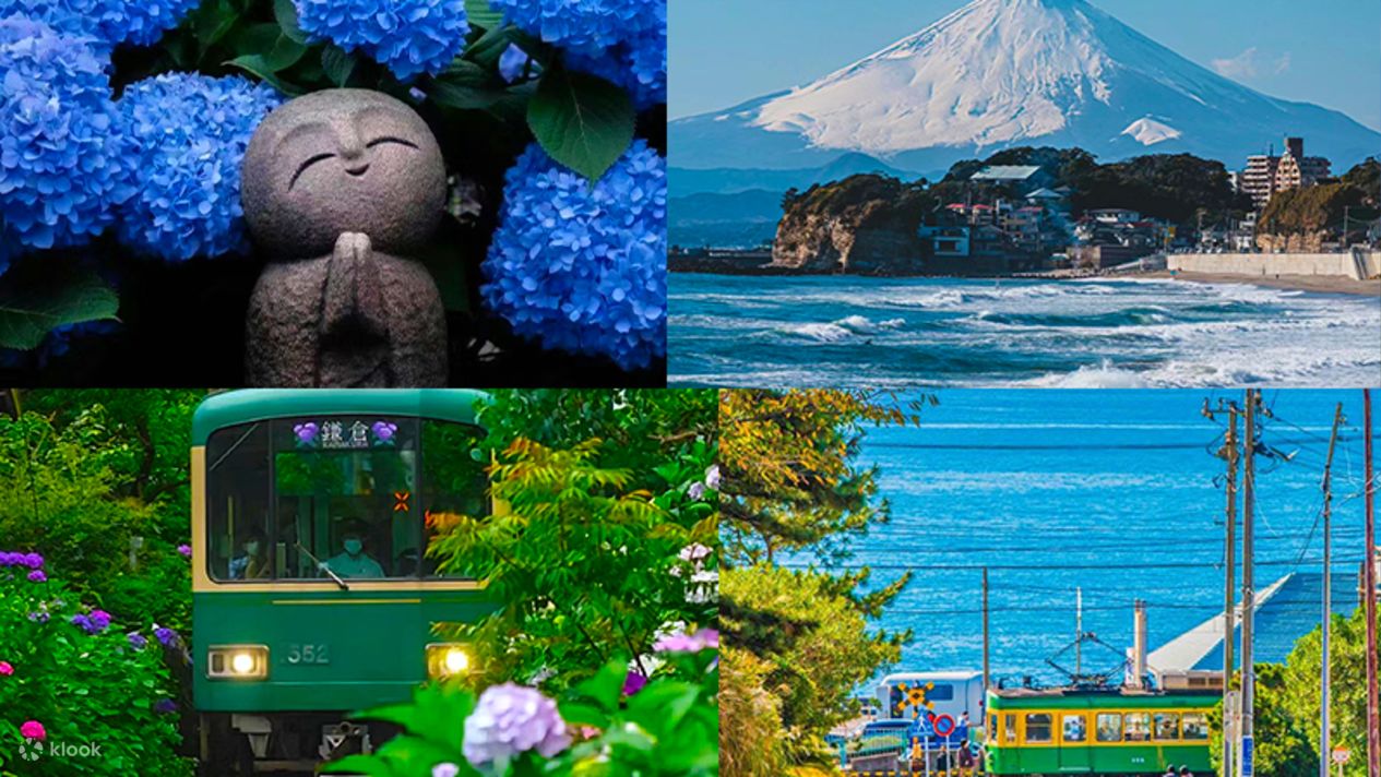 【镰仓紫阳花绣球花赏花之旅】镰仓长谷寺&江之岛&江之电体验&镰仓高中&鹤冈八幡宫一日|东京出发 - Klook客路
