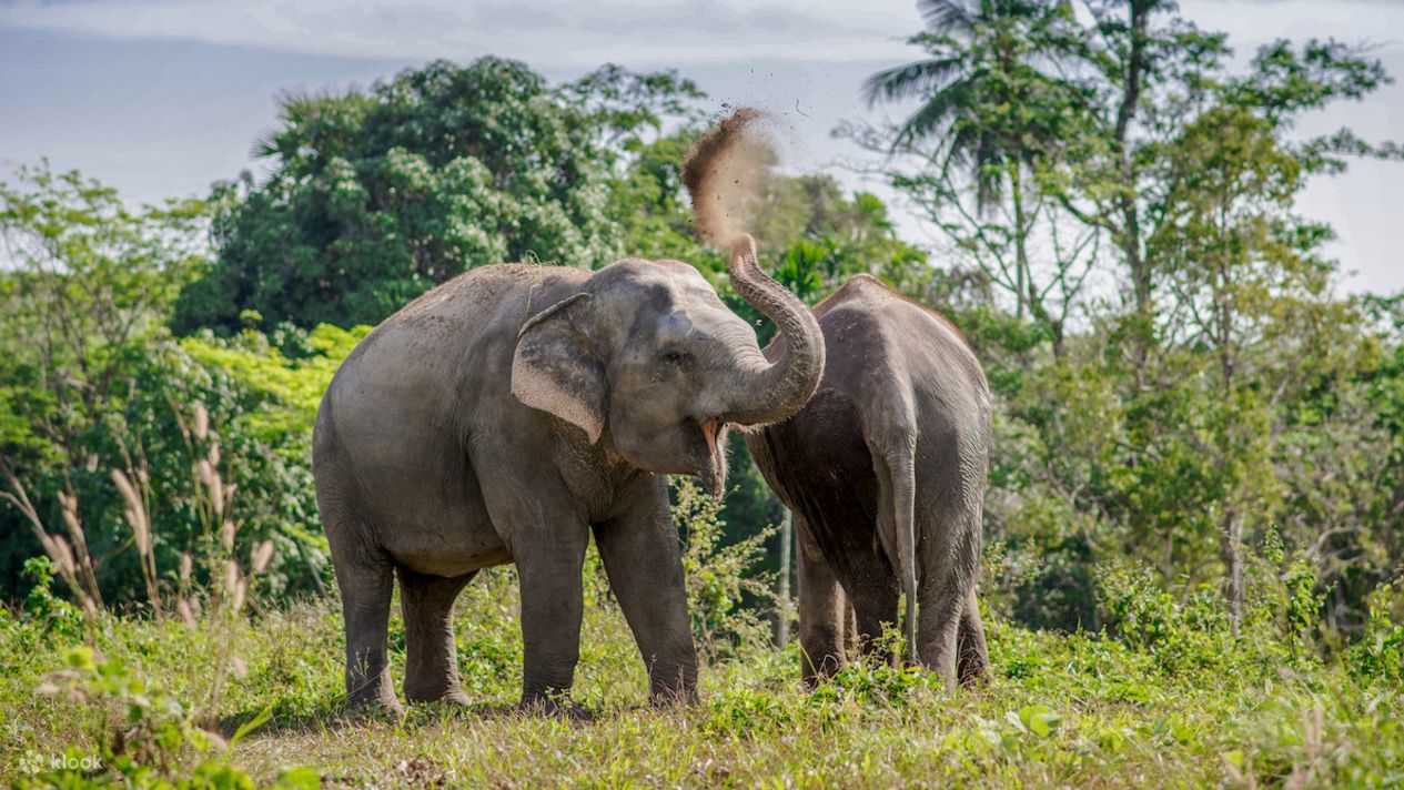преимущества слонов. преимущества слонов. преимущества слонов. преимущества слонов. спаривание слона.