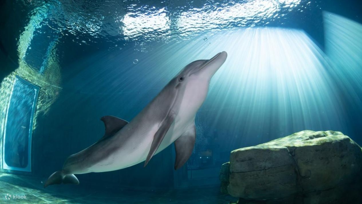 Clearwater Marine Aquarium Ticket Klook