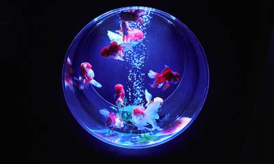 Aquariums