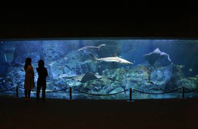 Umitamago Aquarium Ticket in Oita