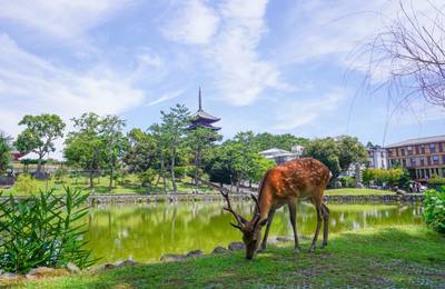 Nara Todaij-i Temple & Naramachi Half Da…