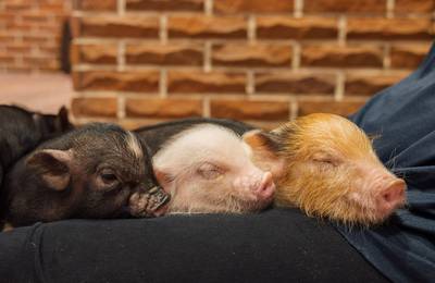 Private Room Micro Pig Cafe with Piglet Interaction and Treat Feeding
