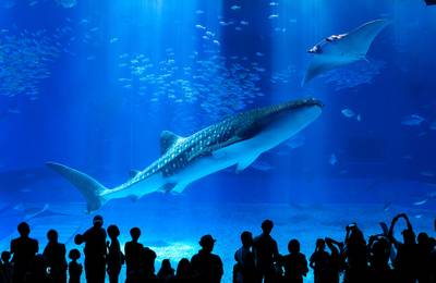 Okinawa Churaumi Aquarium Ticket