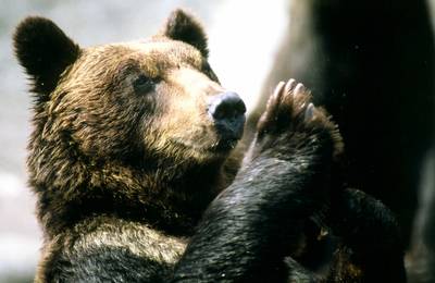 Noboribetsu Bear Park