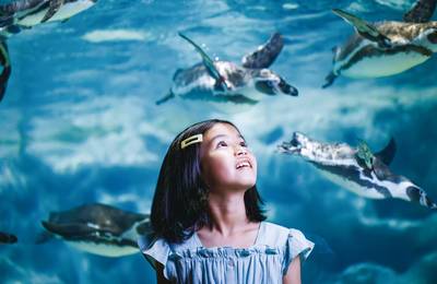 DMM Kariyushi Aquarium Ticket in Okinawa