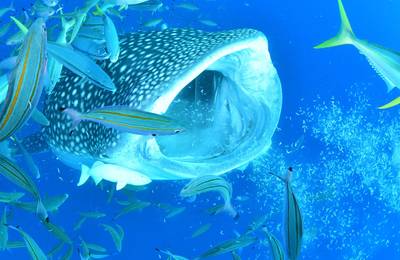 Whale Shark Diving & Snorkeling