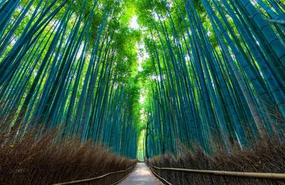 Fushimi Inari-Taisha