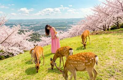 Full-Day Cultural Heritage Tour of Nara an…