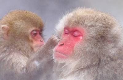 Snow Monkeys, Zenko-ji Temple & Sake in Nagano day tour