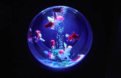 Art Aquarium Museum GINZA