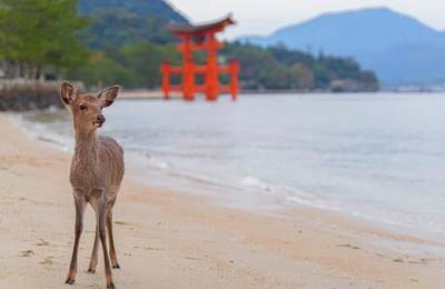 1-Day Miyajima Tour: One of Japan’s Most Scenic Spots