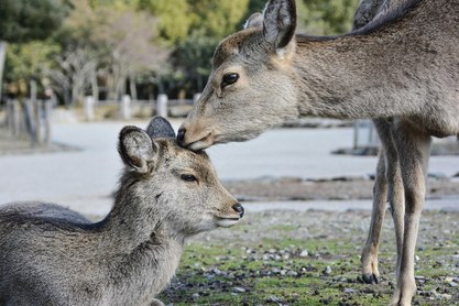 Nara deer