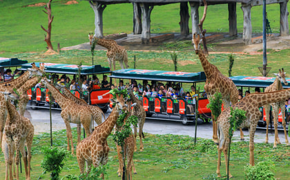 บัตรเข้าสวนสัตว์ Chimelong Safari Park ในกวางโจว