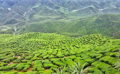 Cameron Highlands Day Tour with Lunch