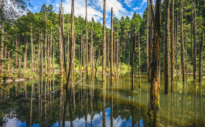 Nantou Sun-link-sea & Xitou 2-Day Tour