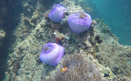 ヤワサム島・タル島 シュノーケリングツアー（クラビ発）