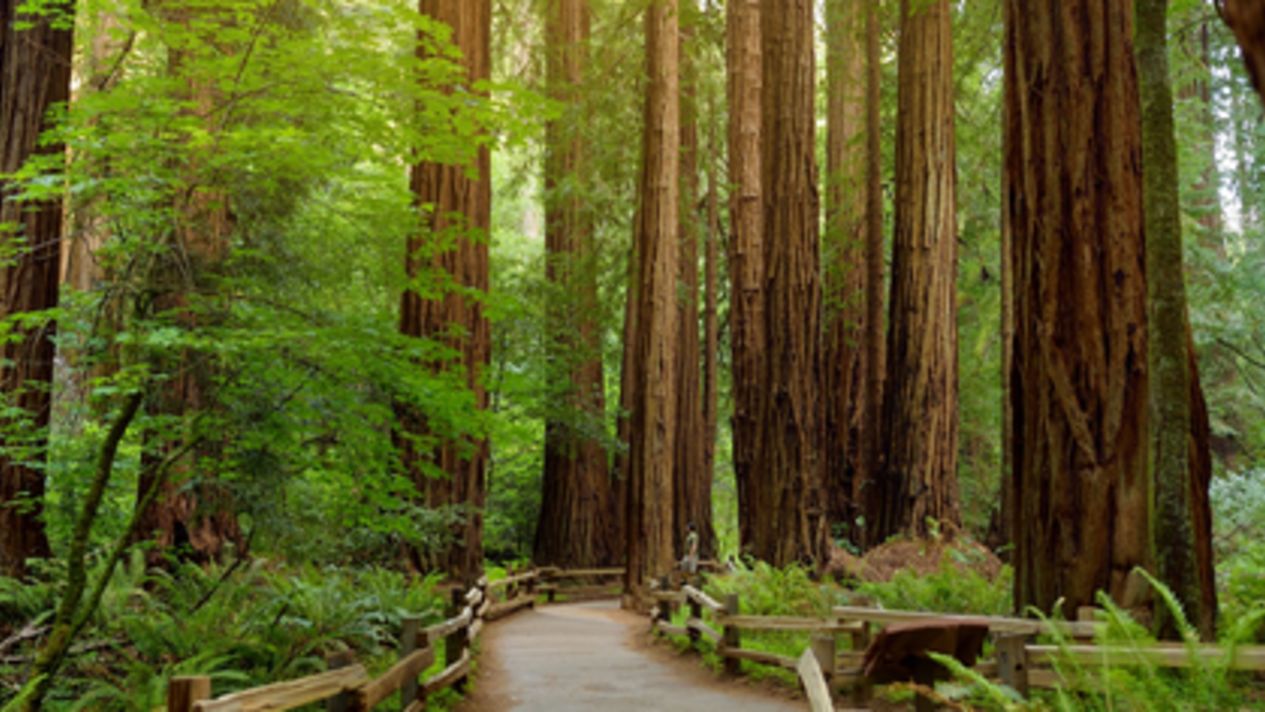 Best hotels near Muir Woods National Monument, United States 2024