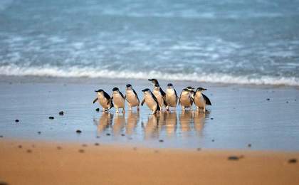 Penguin Parade: Everything You Need Before Visiting