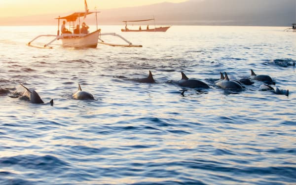 Lovina Dolphin Watching and Snorkeling Tour in Bali