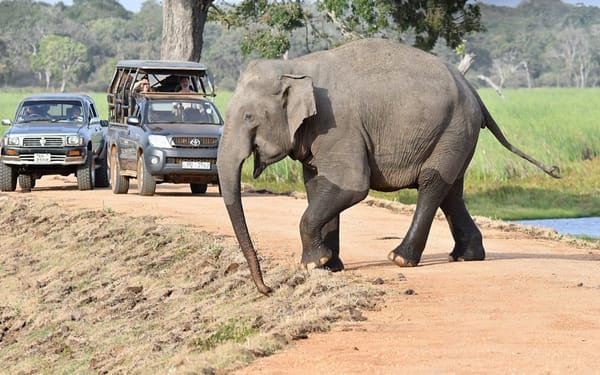 Private Wilpattu National Park Safari Drive Tour from Anuradhapura