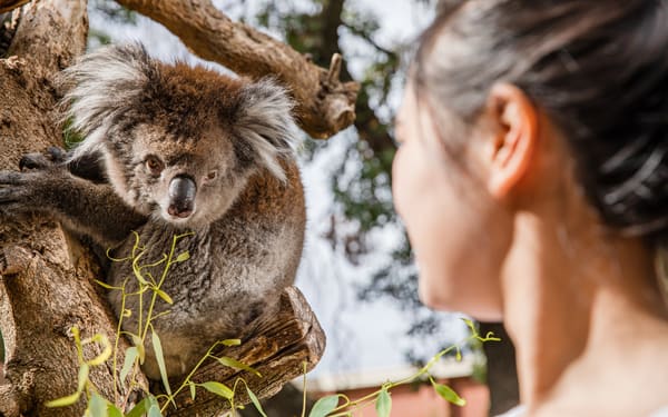 Adelaide Zoo Admission