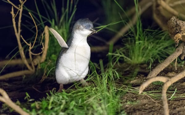 Penguin Parade Phillip Island Tour from Melbourne