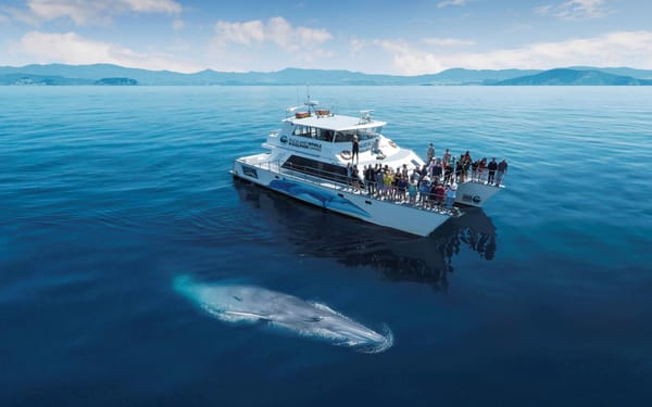Auckland Whale and Dolphin Safari Cruise