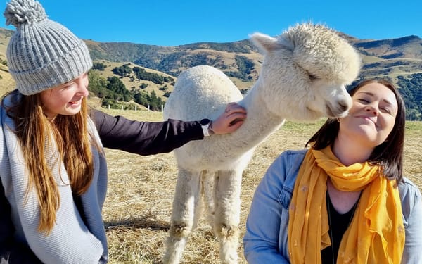 Akaroa Shamarra Alpaca Farm Guided Tour