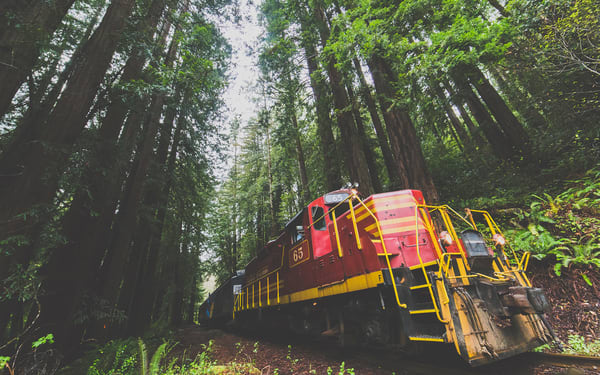 Wolf Tree Turn Scenic Train Tour in Mendocino