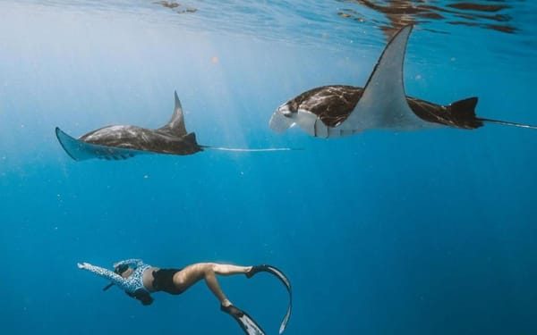 Manta Point Snorkeling and West Nusa Penida Tour