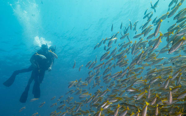 Koh Lipe Full Day Scuba Diving
