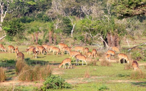 Wilpattu National Park Safari Drive from Trincomalee