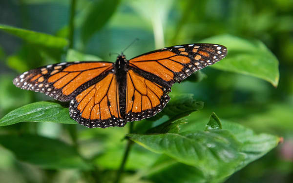 Australian Butterfly Sanctuary Cairns