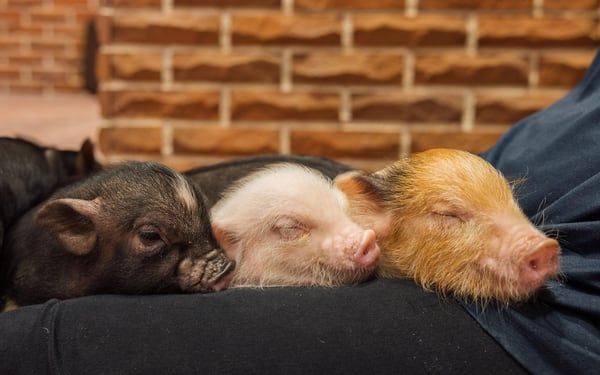 Private Room Micro Pig Cafe with Piglet Interaction and Treat Feeding Experience (Yokohama)