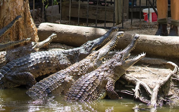 Hartley's Crocodile Adventures Ticket