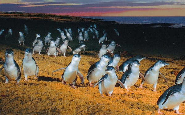 Private Phillip Island Private Full Day Tour