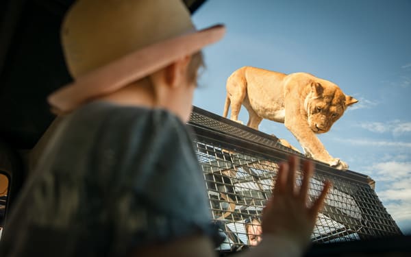 Lions 360 Experience & A Day at Monarto Safari Park