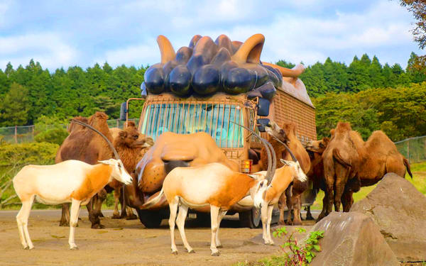 Kyushu Natural Zoological Park and Yufuin Full-Day Wildlife Tour