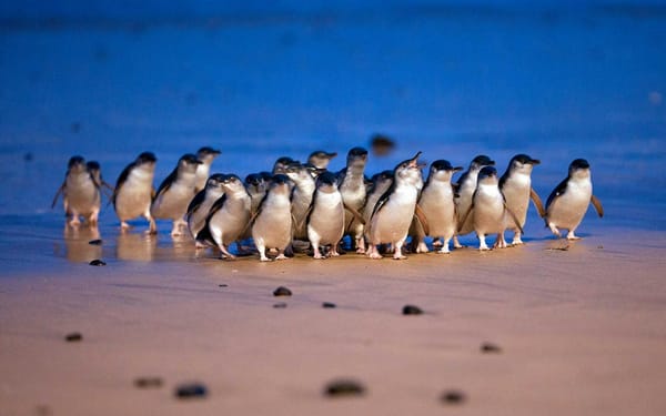 Melbourne Penguin Parade & Wildlife Small Group Tour