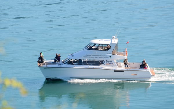 Akaroa Dolphins Harbour Nature Cruise
