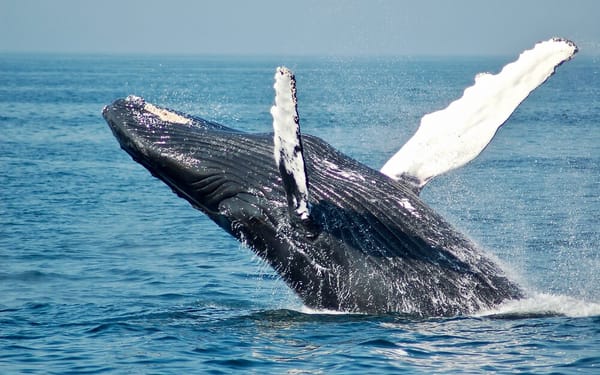 Whale Watching Experience from Perth