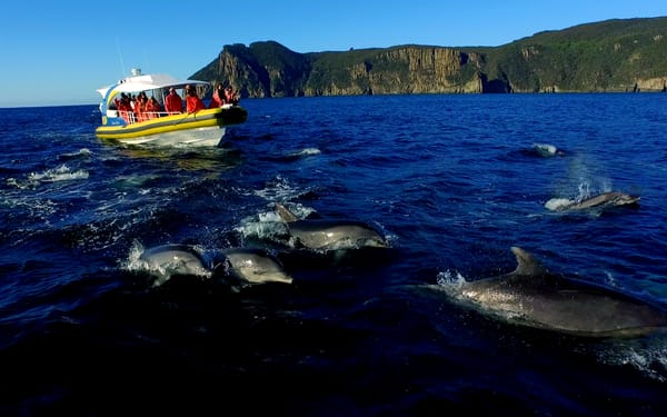 Tasman Island Cruise Tour from Port Arthur