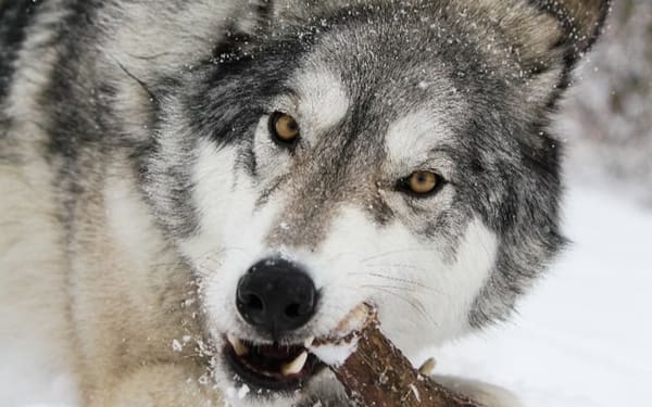 Yamnuska Wolfdog Sanctuary Admission and Tour