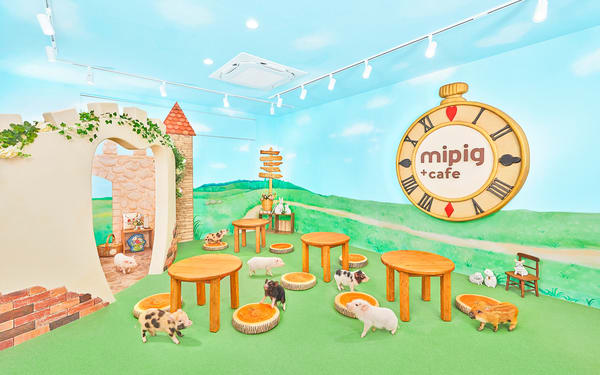 Micro Pig Cafe Experience in Fukuoka Tenjin