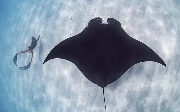 Swim with Manta Rays at Ningaloo Reef